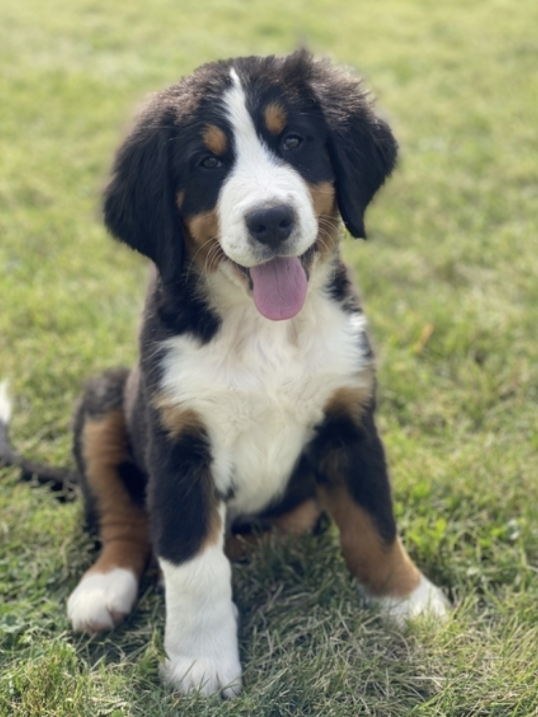 comprar cachorros sanos, baratos y asequibles para la venta